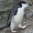 Peyre