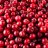 cranberry